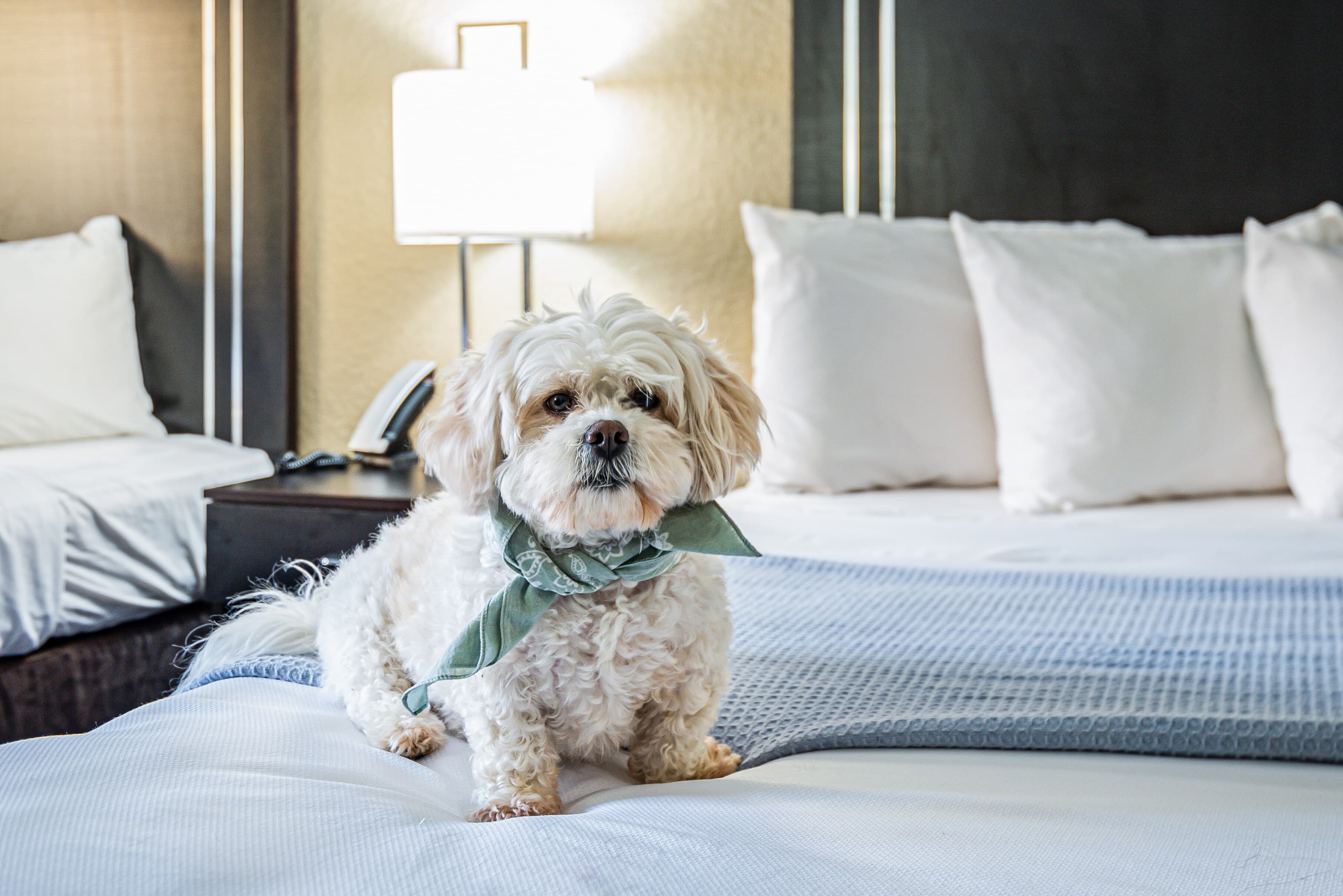 Econo Lodge Cleveland Southeast - Kent — 37