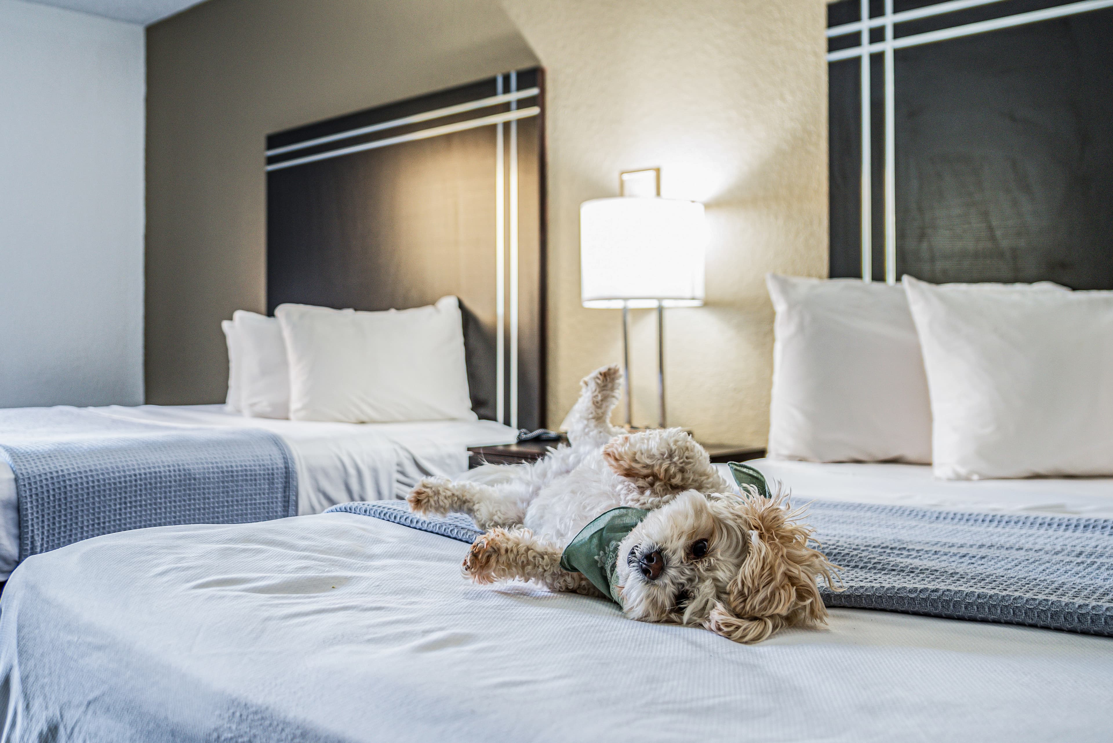 Econo Lodge Cleveland Southeast - Kent — 40