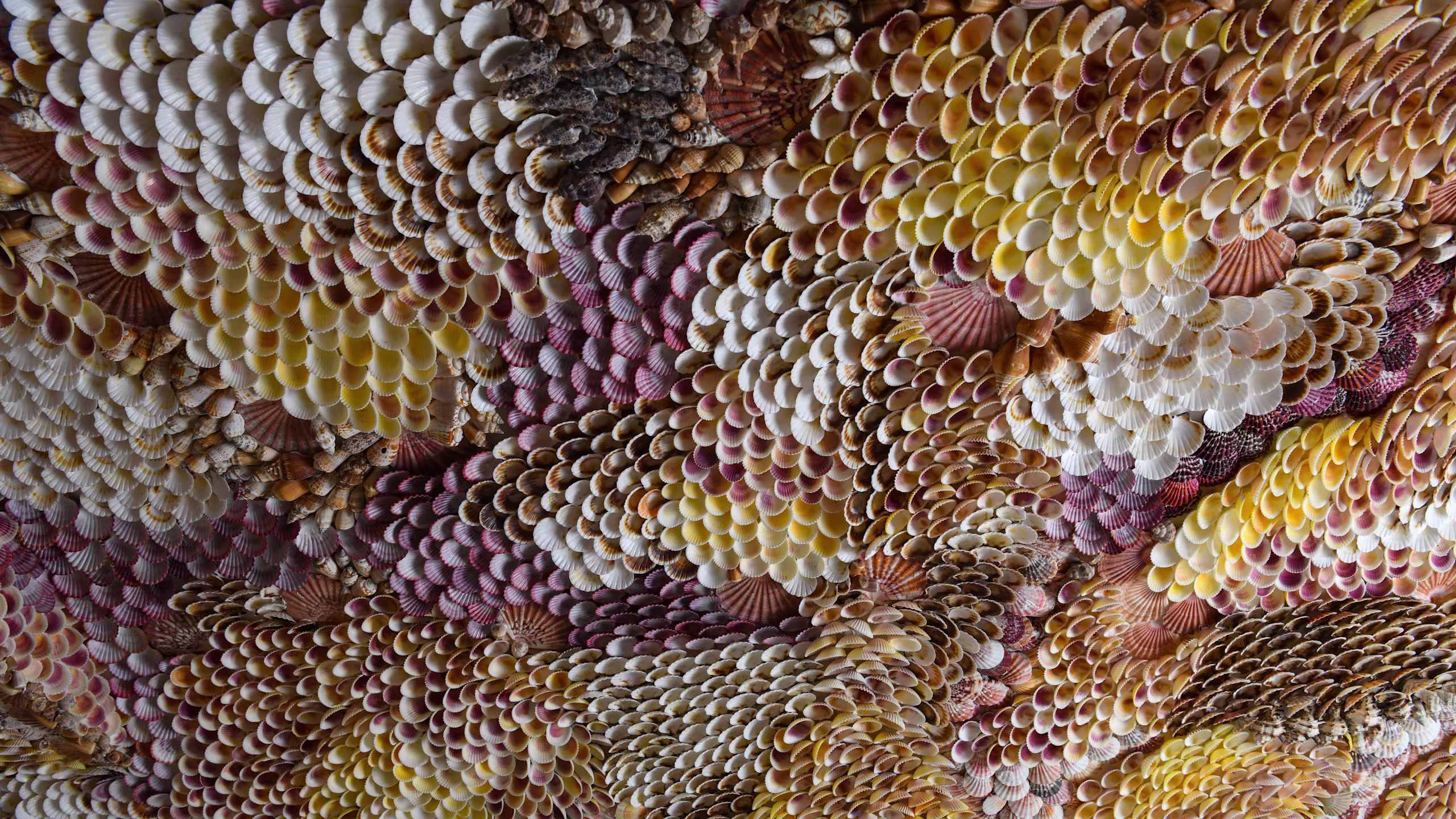 Le Conchiglie - Image 5