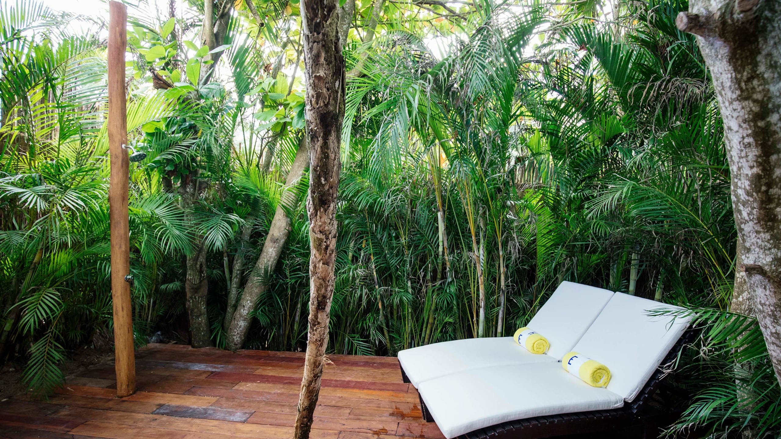 Jungle Suite - Image 1